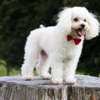 The French Poodle is one of the most known dog breeds