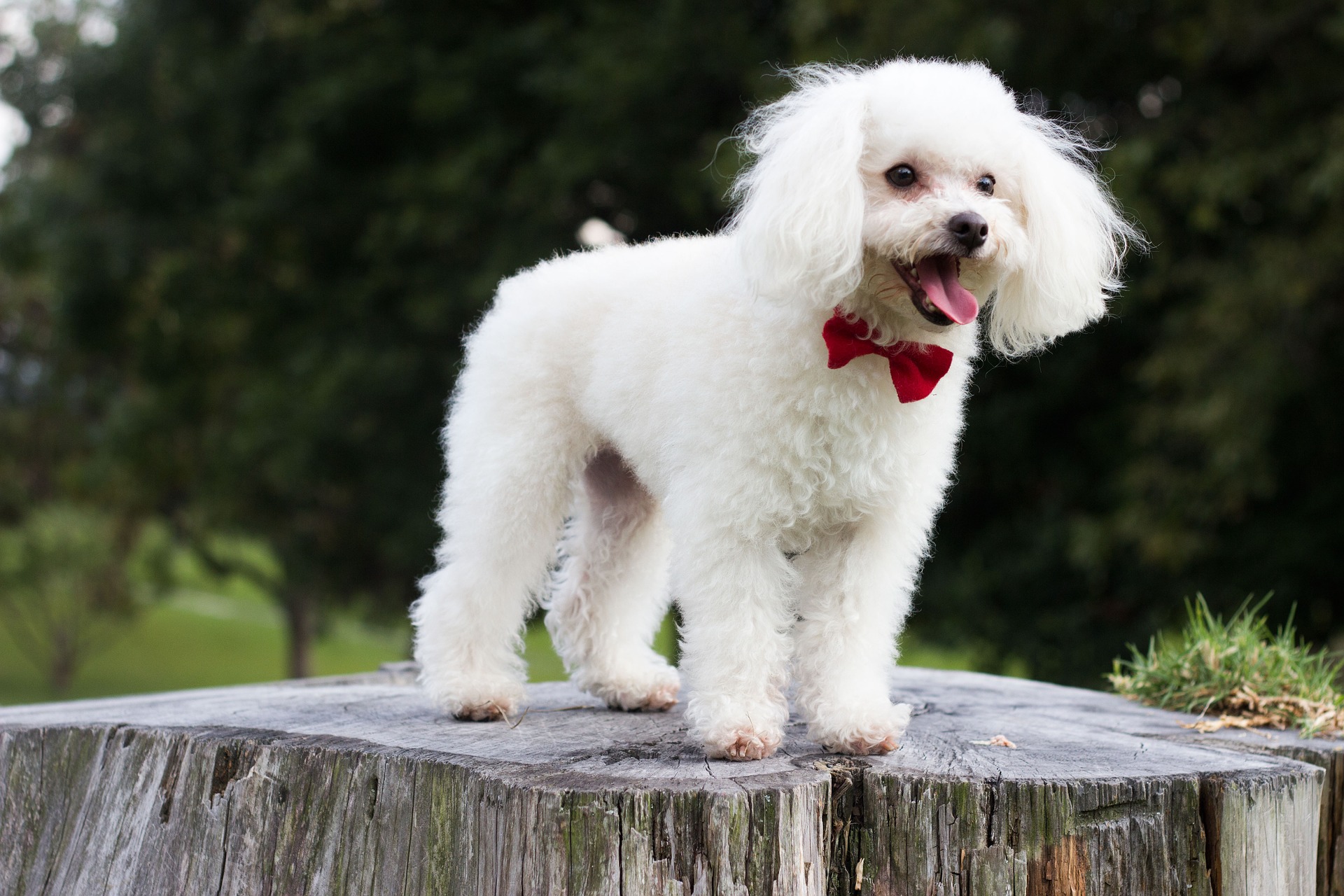 French Poodle: Interesting Facts