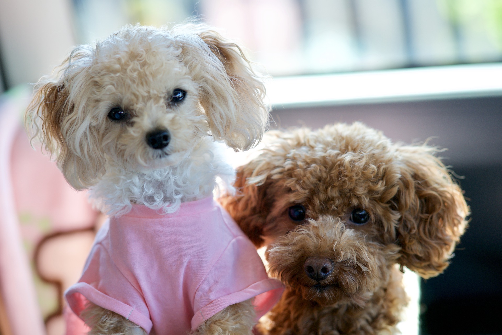 Full Grown Teacup Poodle: How Big Do They Get (+Photos)