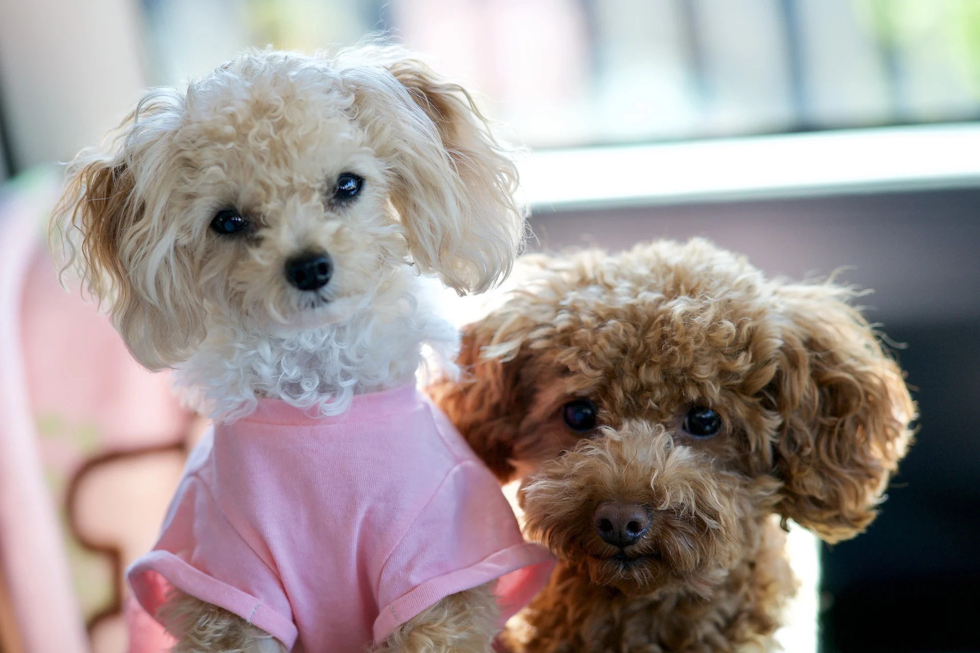 How big does the full grown teacup poodle get over time