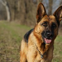 The best and most protective guard dogs are German Shepherds