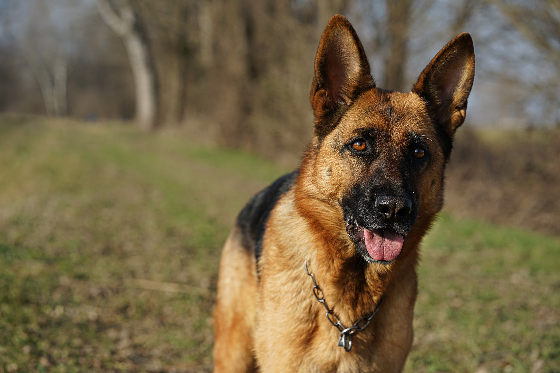 Guard Dogs: Which Are The Best Ones?