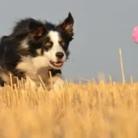 Herding Balls For Dogs Which are the best ones for our canine friends