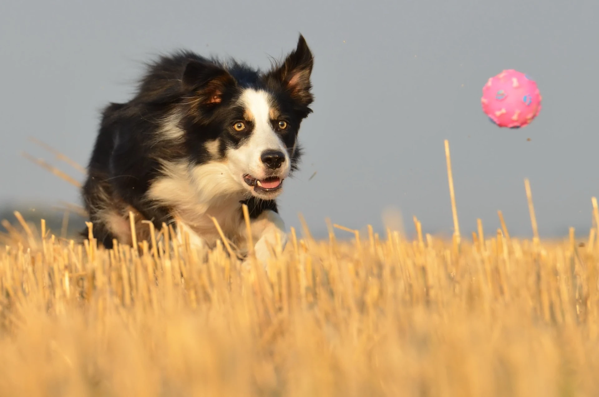 Herding Balls For Dogs