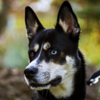 The wonderful world of Husky mixes and all of the different crossbreeds