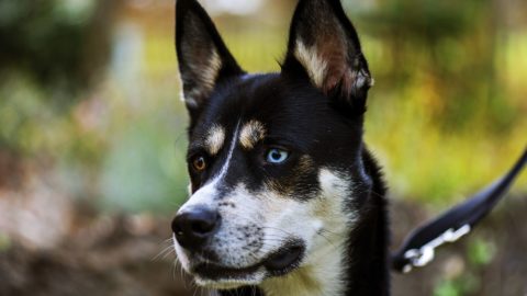 The wonderful world of Husky mixes and all of the different crossbreeds