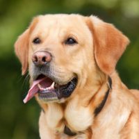 A Labrador Mix is a designer dog from a Labrador Retriever and another dog breed