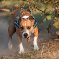 Pitbull mix dogs are the cross between a pitbull and another dog breed