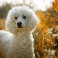 The Poodle mix is a crossbreed between the poodle and another dog breed