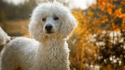 The Poodle mix is a crossbreed between the poodle and another dog breed