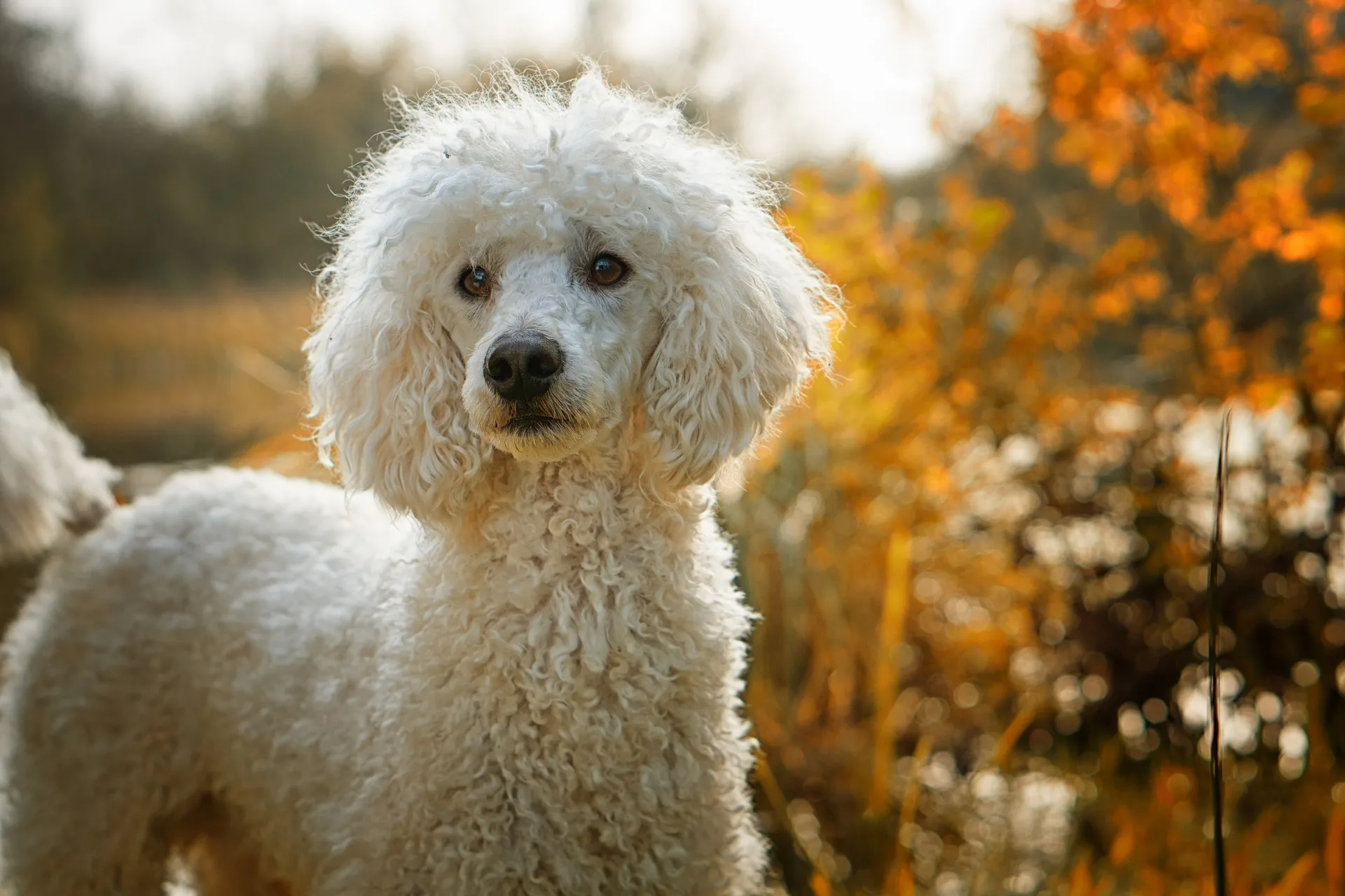 Popular Poodle Mixes: The Most Intelligent Designer Dog?