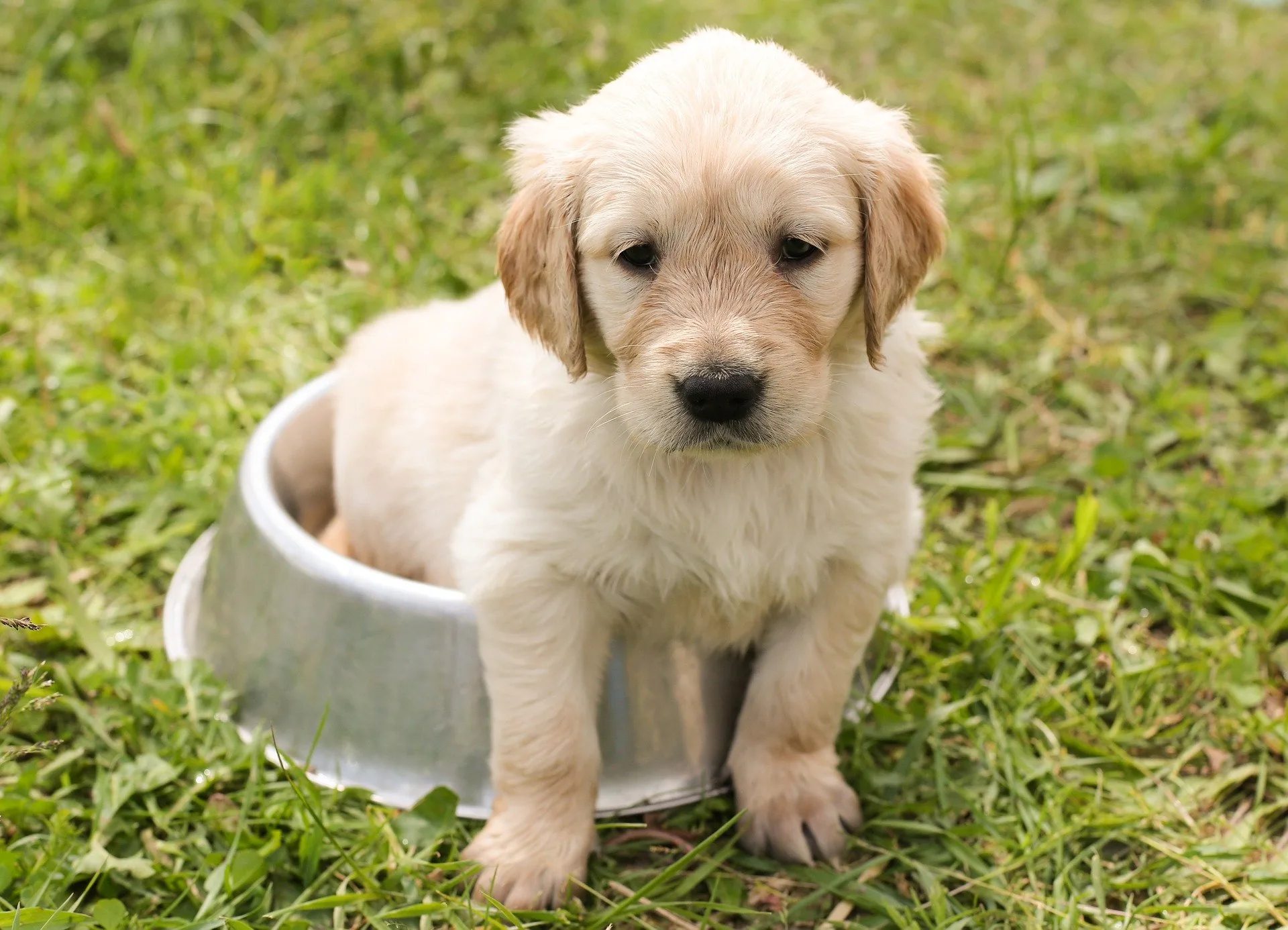 How To House Train A Dog