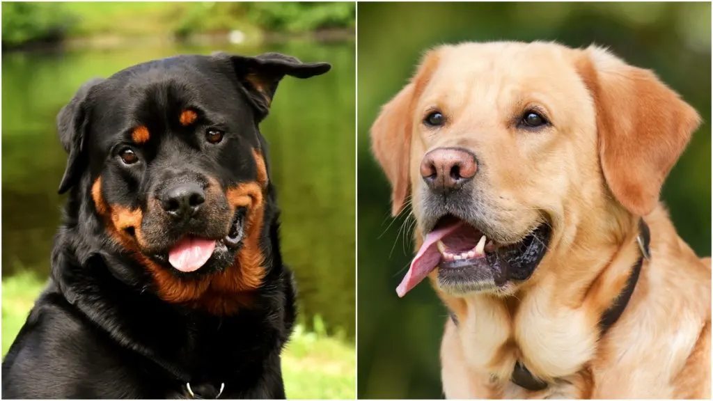 The Rottweiler and Lab mix dog is a loving and friendly family dog