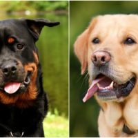 The Rottweiler and Lab mix dog is a loving and friendly family dog