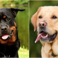 The Rottweiler and Lab mix dog is a loving and friendly family dog