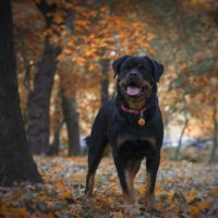 The most popular Rottweiler mix dog crossbreeds that could steal your heart