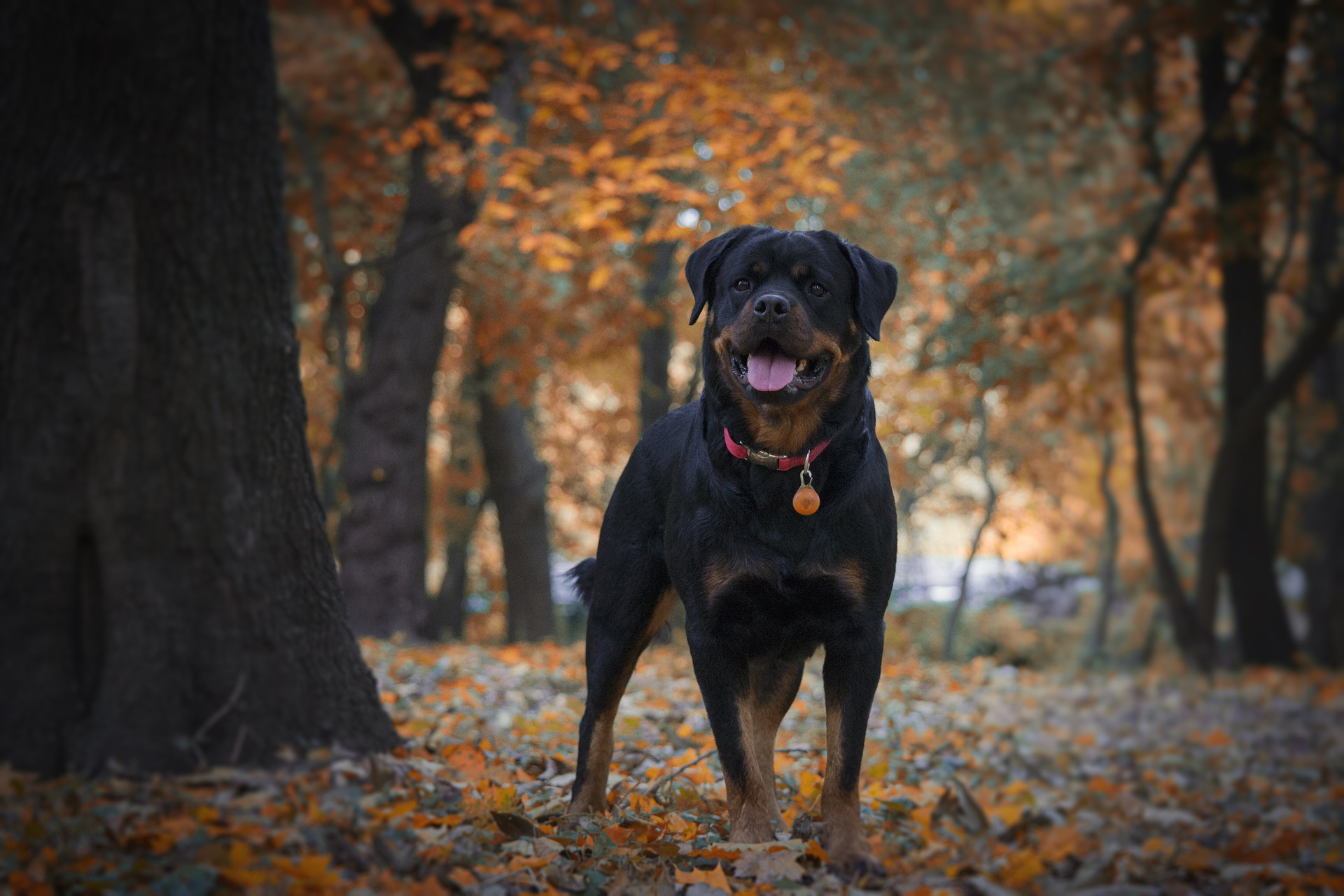 Rottweiler Mix: Which One Is Right For You
