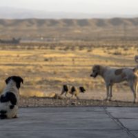 How to help a stray dog in your neighborhood and what you can do about them