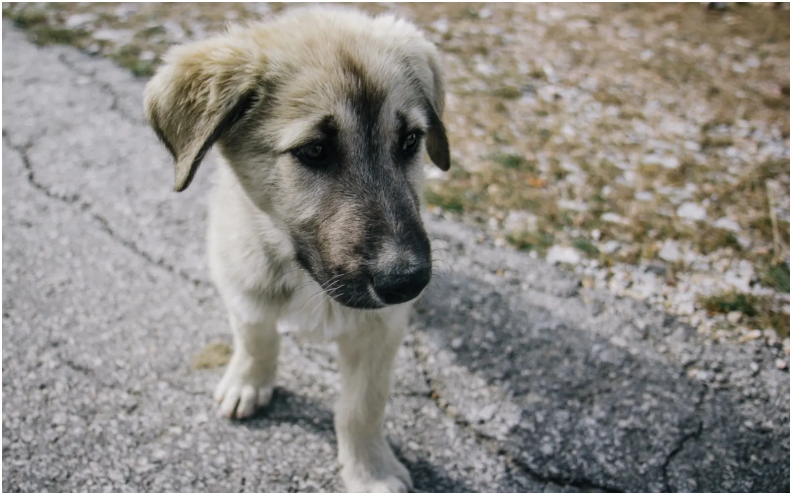 Stray Dogs Rely On YOUR Help This Winter Season