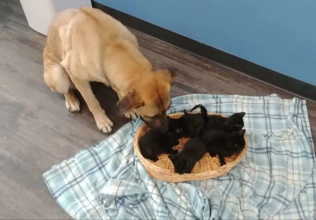 The kind pup had wrapped herself around five orphaned kittens.