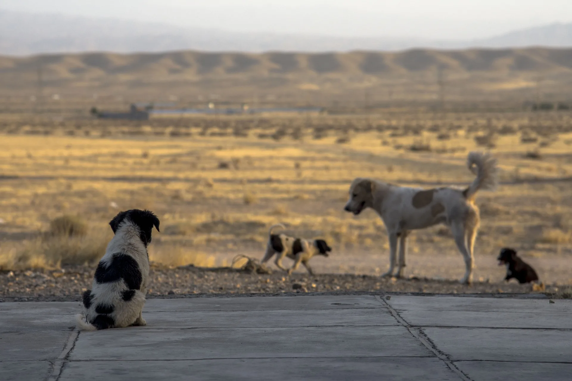 How To Help A Stray Dog In Your Neighborhood