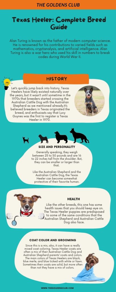 Texas Heeler Complete Breed Guide Infographic