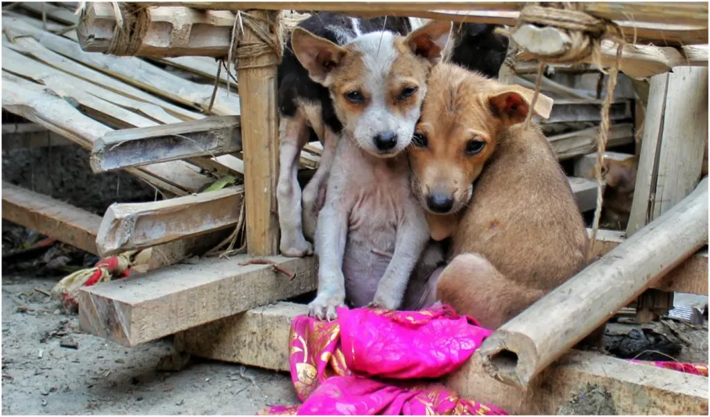 Not all dogs so lucky to have a warm home, guaranteed food and regular vet visits available.