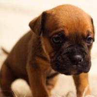 What is a Valley bulldog and what are the basic breed info