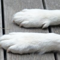 Different breeds of dogs with webbed feet and what they are for