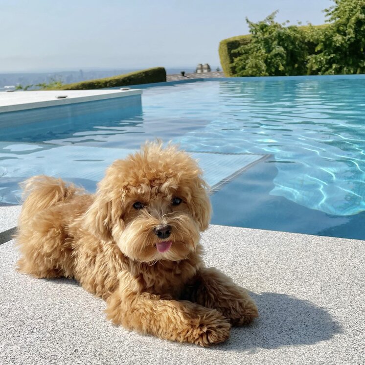 teacup poodle by the pool