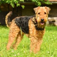 The Airedale Terrier dog is also known as the “king of Terriers”
