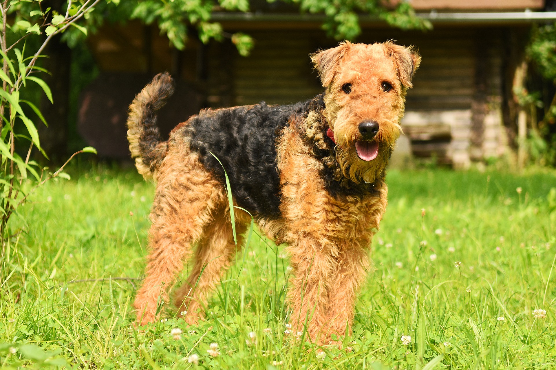 Airedale Terrier Dog Breed: All The Facts You Need