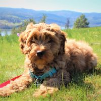 The Australian Labradoodle is a combination of different dog breeds.