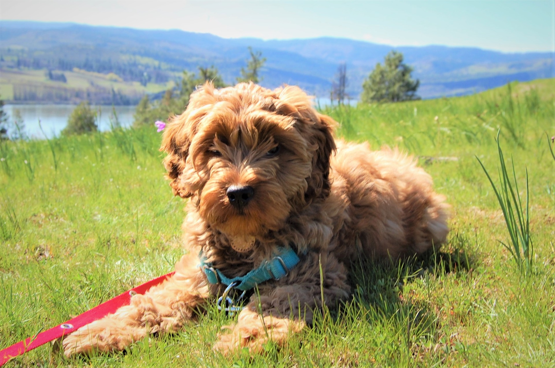 Australian Labradoodle: All The Info You Need