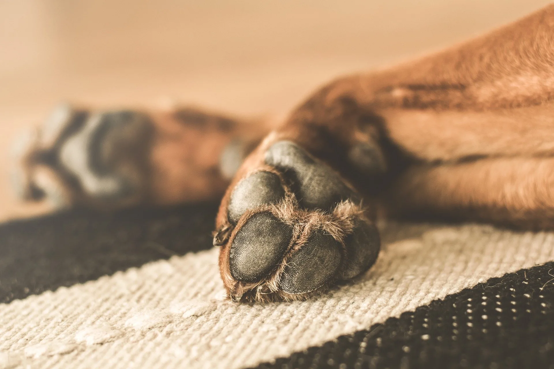 Dog Licking Paws: Possible Causes And What To Do