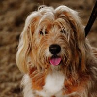 The Otterhound is an adorable dog breed that has a long and fluffy coat