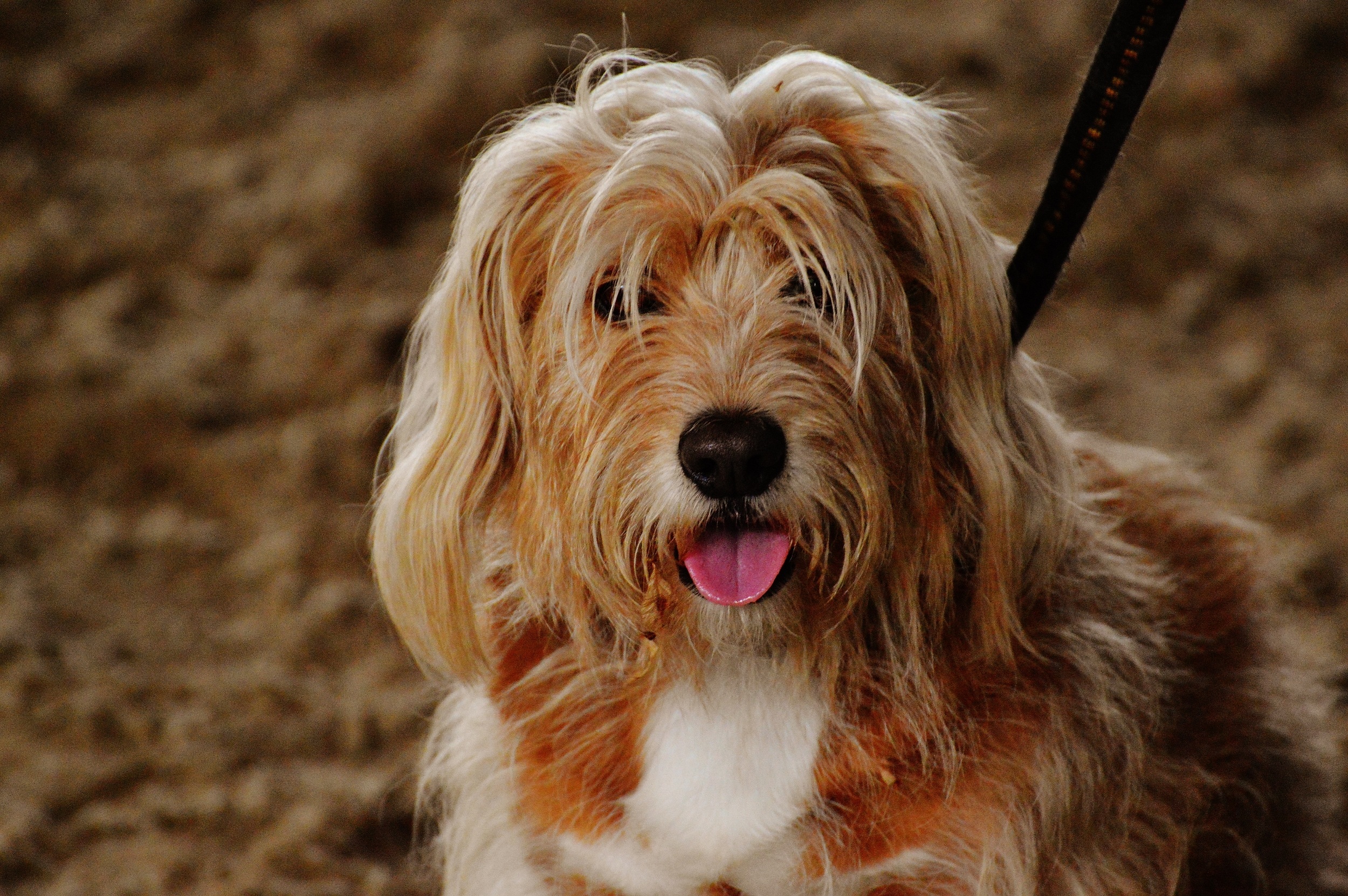 Otterhound Dog Breed: Facts,  Informations And Traits