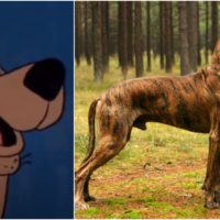Have you ever wondered what kind of dog is Scooby Doo