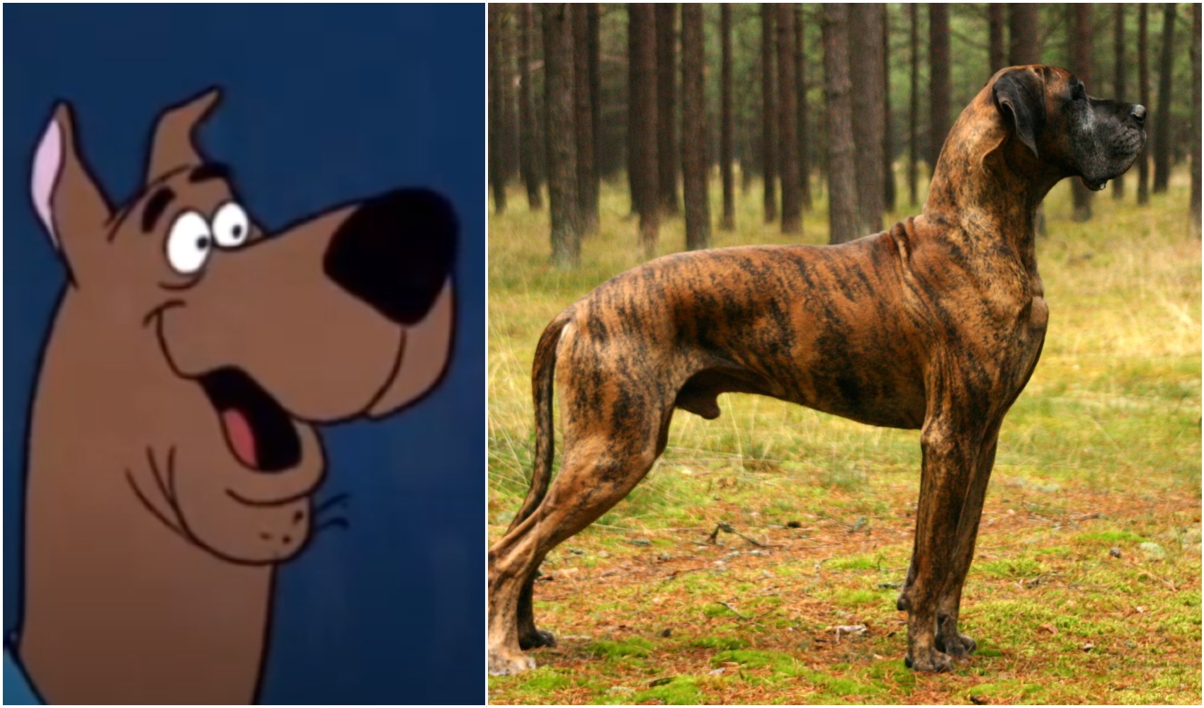 What Kind Of Dog Is Scooby Doo?