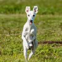 The Whippet dog breed gets more and more popular every year