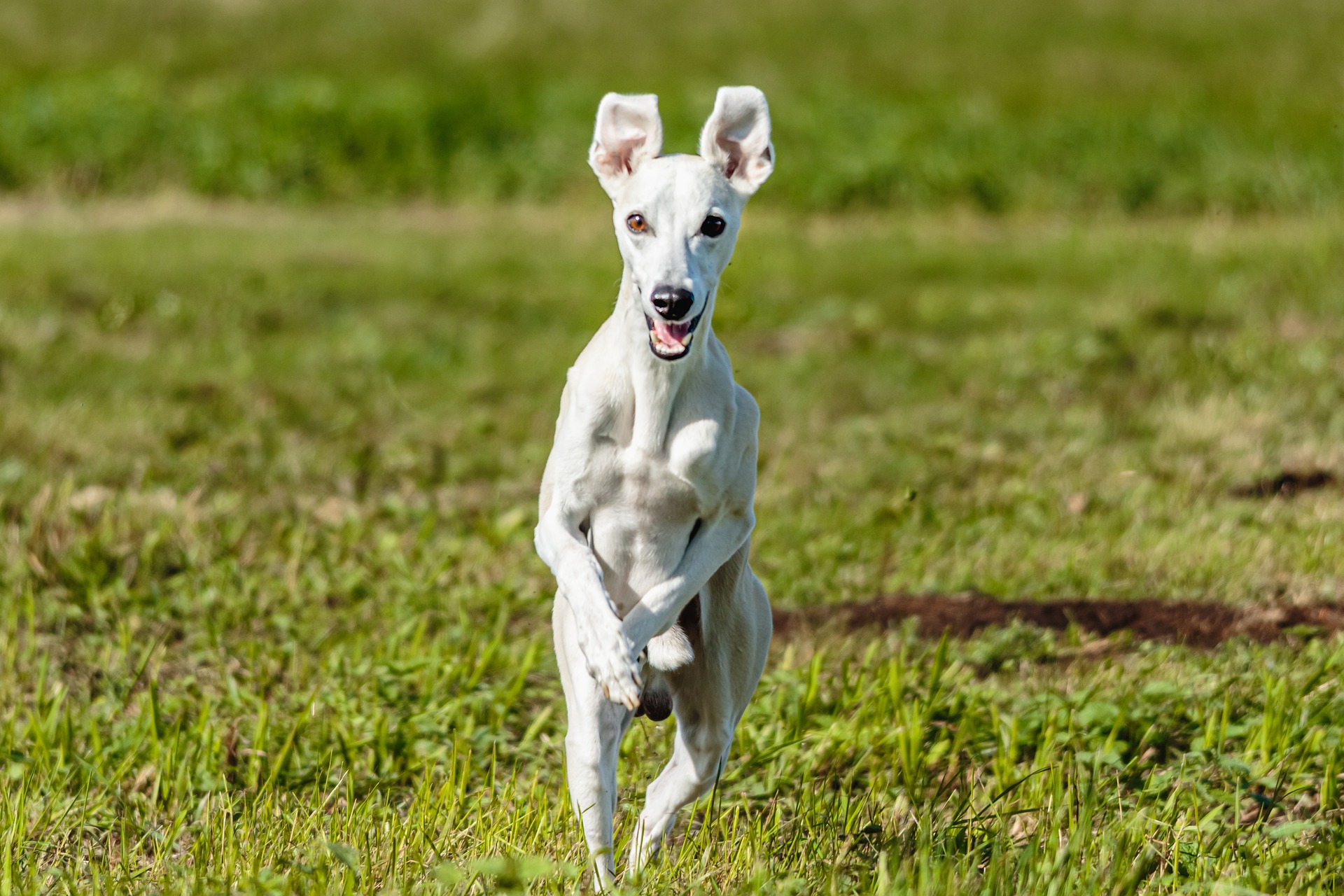 The Whippet dog breed gets more and more popular every year