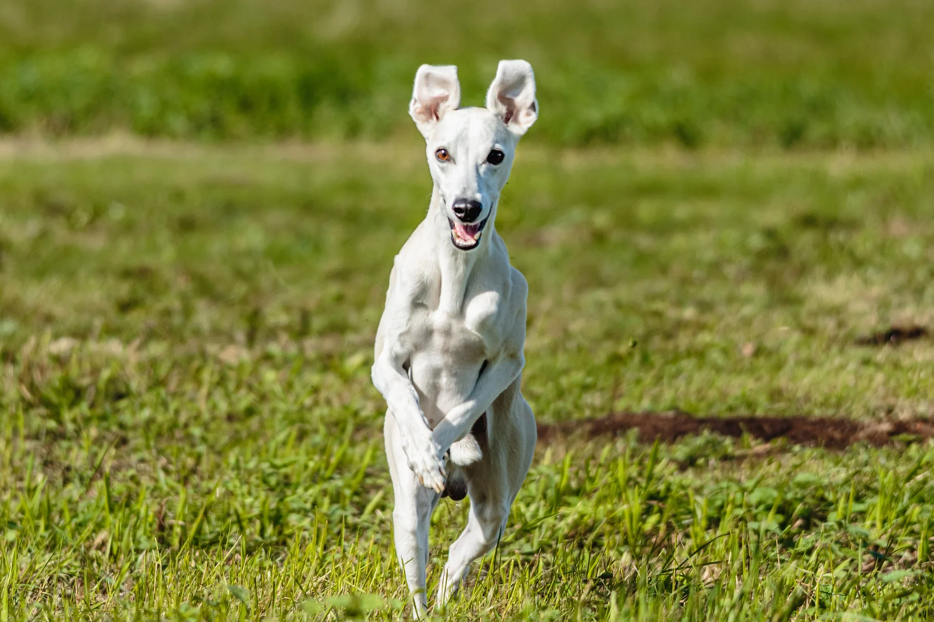 what breed is a whippet dog