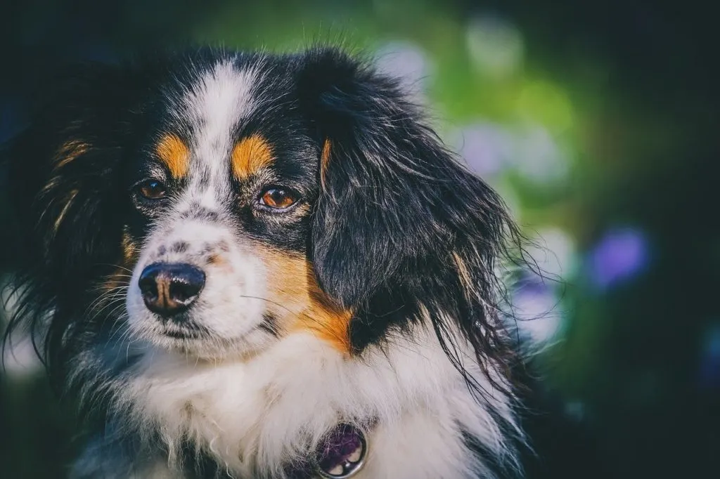 australian shepherd