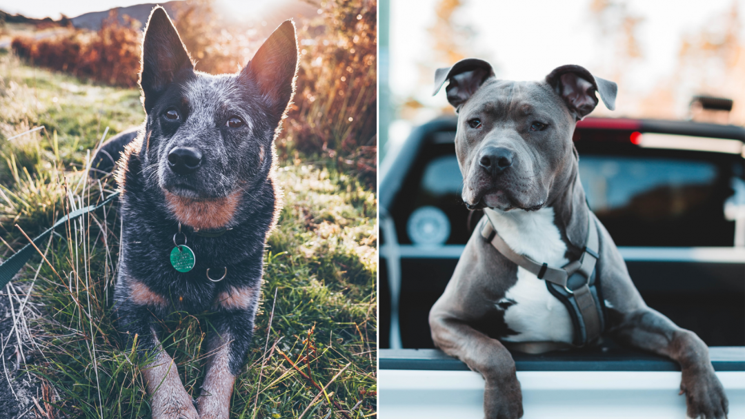 Blue Heeler Pitbull Mix: Working Family Dog