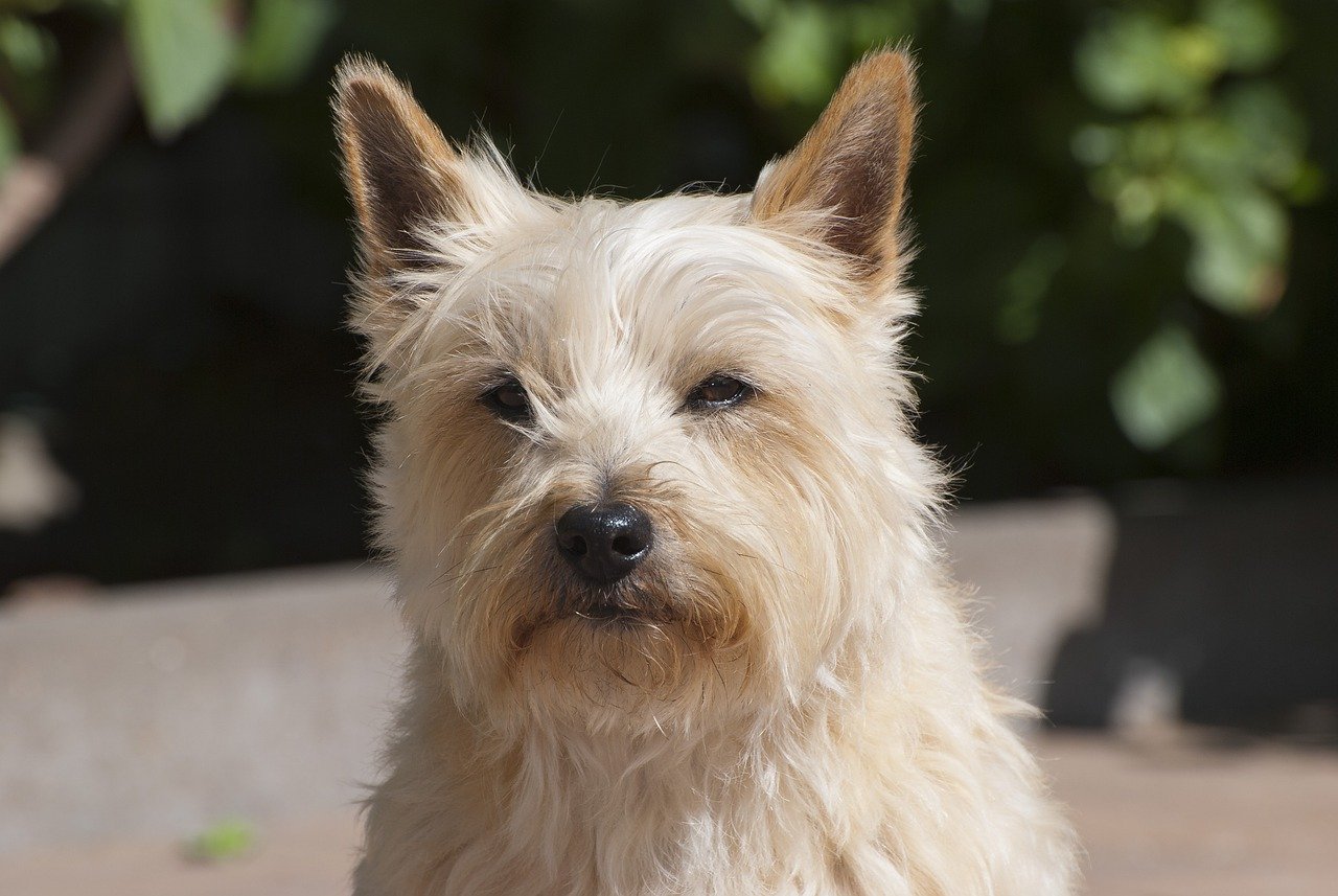 Cairn Terrier: Feisty, but full of love!