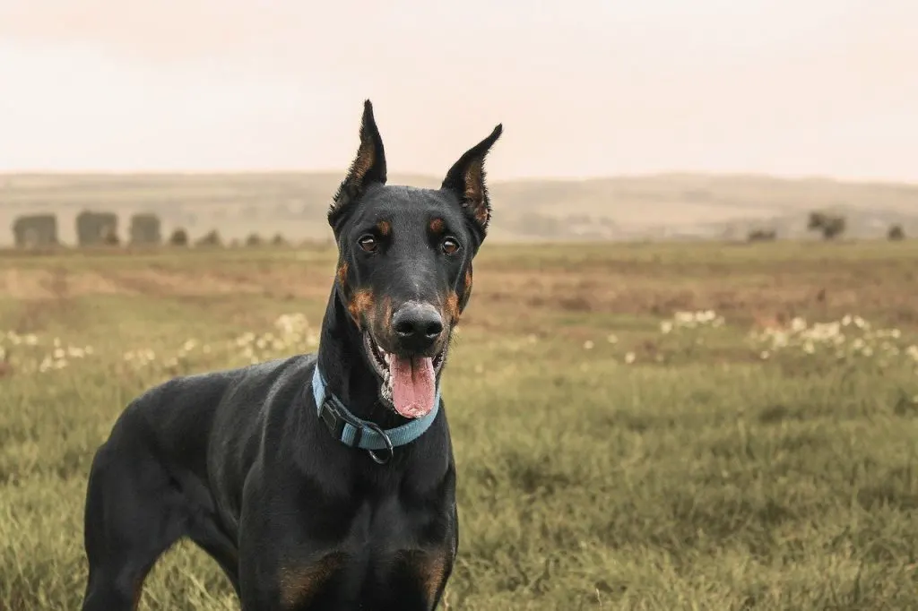 doberman cropped ears