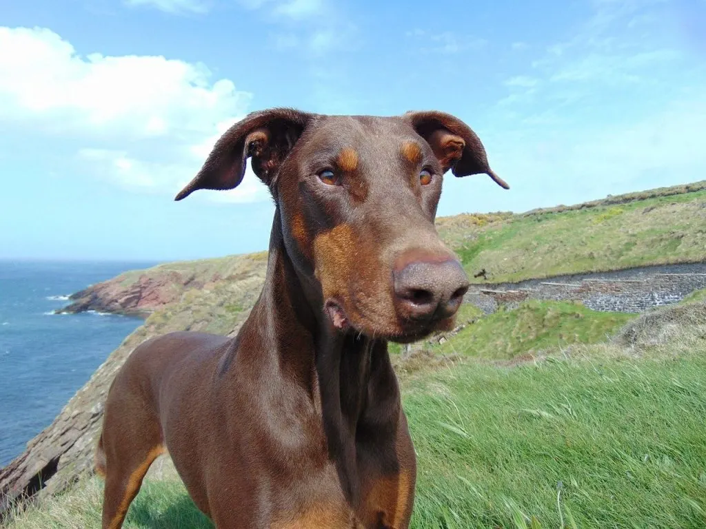 doberman uncropped ears