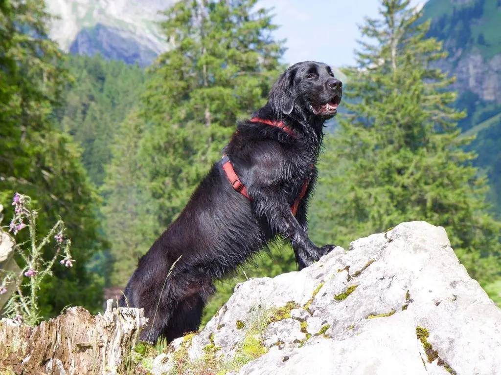 black golden retriever