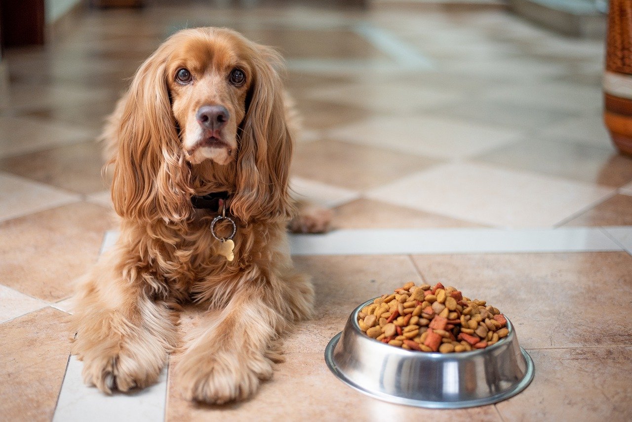 Pro Pac Dog Food: Everything you should know