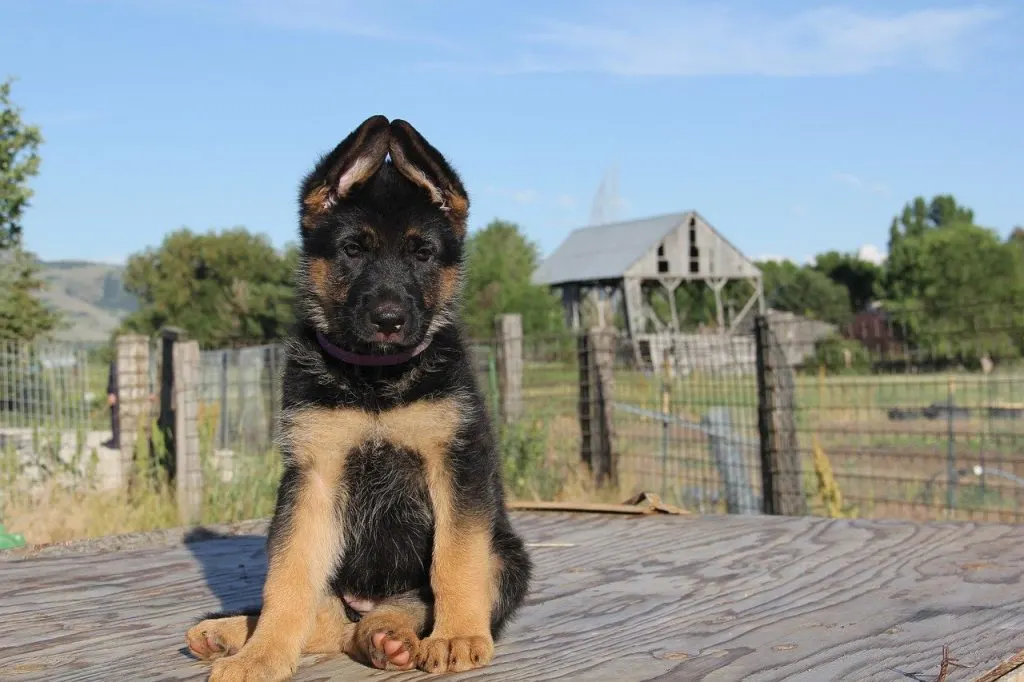 puppy love German shepherd